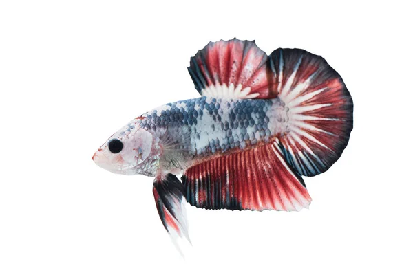 Όμορφη betta splendens απομονώνονται σε λευκό φόντο — Φωτογραφία Αρχείου