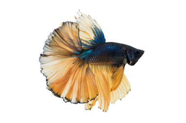 Beyaz arka plan üzerinde izole güzel betta splendens