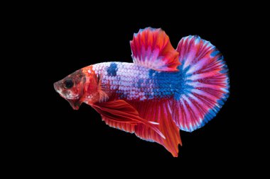 siyah arka plan üzerine izole güzel betta splendens 