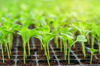 Küçük fidan yetiştirme tepsisinde marul