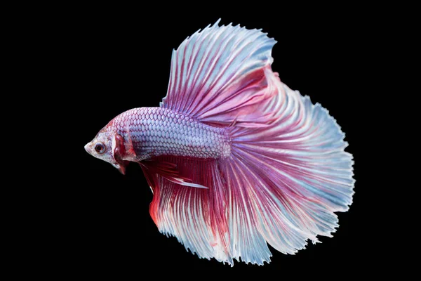 Hermosa betta splendens aislado sobre fondo negro — Foto de Stock