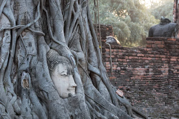 Head of sandstone buddha in the tree roots at wat mahathat templ — Stock Photo, Image