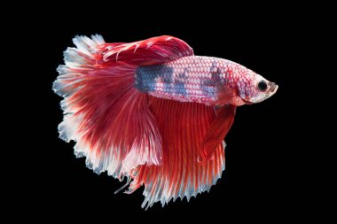 siyah arka plan üzerine izole güzel betta splendens 