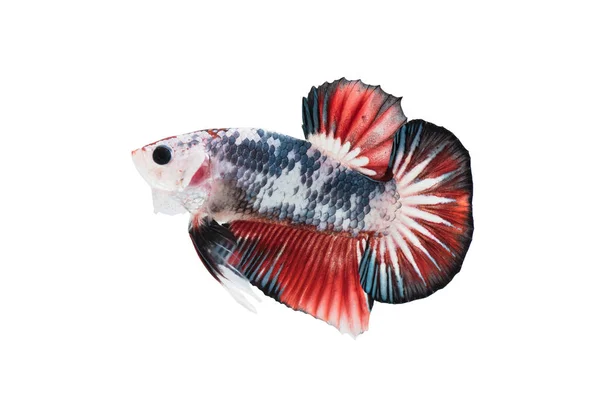 Όμορφη betta splendens απομονώνονται σε λευκό φόντο — Φωτογραφία Αρχείου