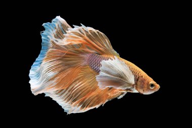 siyah arka plan üzerine izole güzel betta splendens 