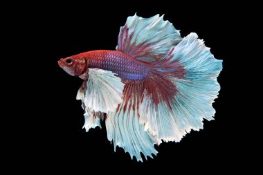 siyah arka plan üzerine izole güzel betta splendens 