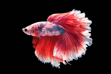 siyah arka plan üzerine izole güzel betta splendens 