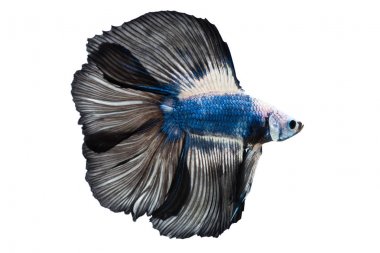 Beyaz arka plan üzerinde izole güzel betta splendens