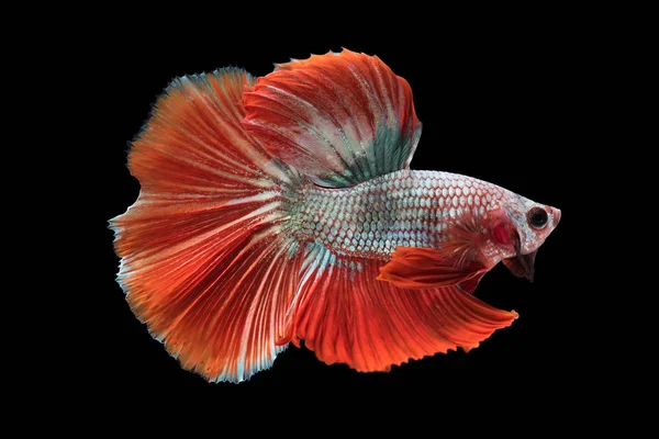 Indah betta splendens terisolasi pada latar belakang putih — Stok Foto