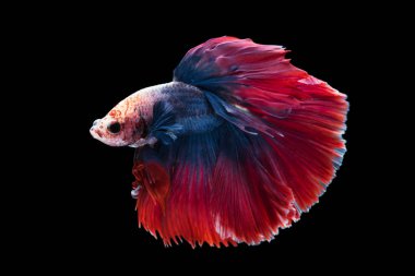 siyah arka plan üzerine izole güzel betta splendens 
