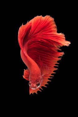 siyah arka plan üzerine izole güzel betta splendens 