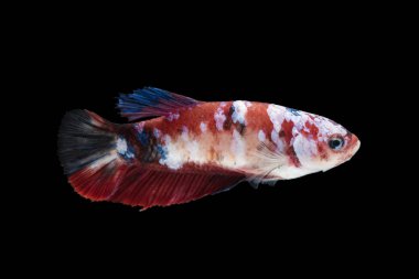 siyah arka plan üzerine izole güzel betta splendens 