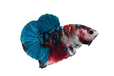 Beyaz arka plan üzerinde izole güzel betta splendens