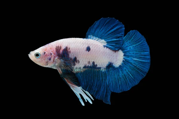 Beautiful betta splendens isolated on black background — Stock Photo, Image