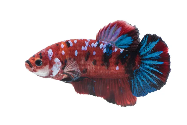 Όμορφη betta splendens απομονώνονται σε λευκό φόντο — Φωτογραφία Αρχείου