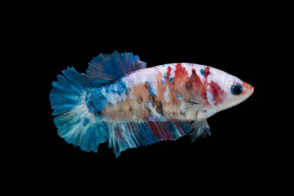 Hermosa betta splendens aislado sobre fondo negro —  Fotos de Stock