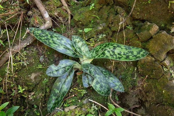 Paphiopedilum callosum orchid in nature tropical rainforest — Stock Photo, Image