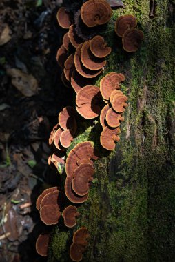 Mantarlar (stereum ostrea) kuru odun parçasında çiçek açıyor 