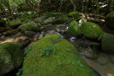 Tropikal yağmur ormanlarındaki yosunlarla kaplı taş.