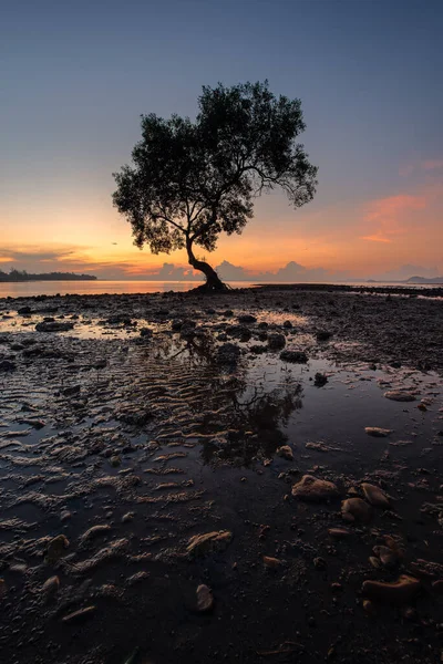 Alone Mangrovie Albero Con Alba Del Mattino Sulla Bellissima Spiaggia — Foto Stock