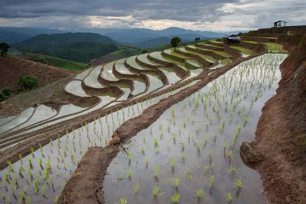 Beautiful Landscape Rice Fields Terraced Ban Bong Piang Planting Season — Stock Photo, Image