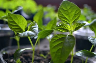  yeşil çan biberi tohumları makro 
