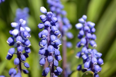 Vahşi mavi muscari makro