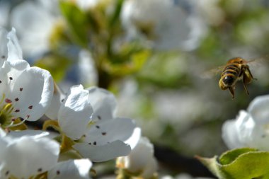 Uçan arı pençelerinde bal taşıyor