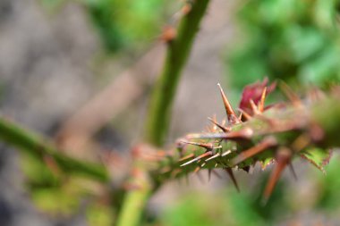  Kırmızı gül dikenine yakın