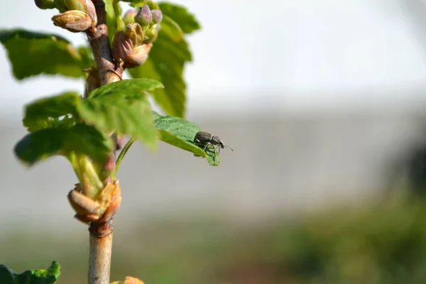 bug sitting on the currant leaf