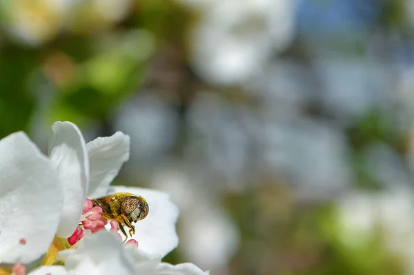 Ανθός Μελισσών Επικονίασης — Φωτογραφία Αρχείου