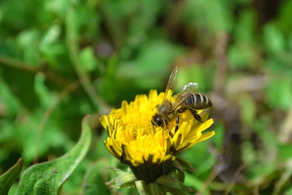 Bee Pollinates Currant Blossom — Stock Photo, Image