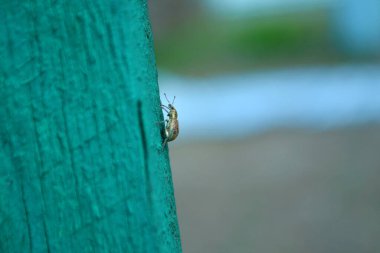 Böcek ahşap çitte oturuyor. Yakın plan.