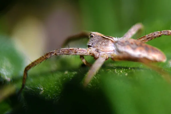 Araignée Est Assise Sur Une Feuille Attend Proie — Photo