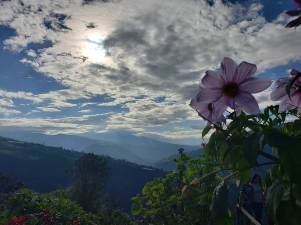 庭の花 — ストック写真