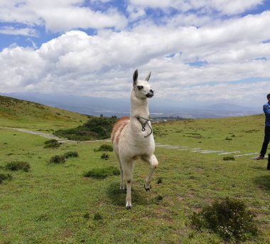 Güzel Lama Glama tepede
