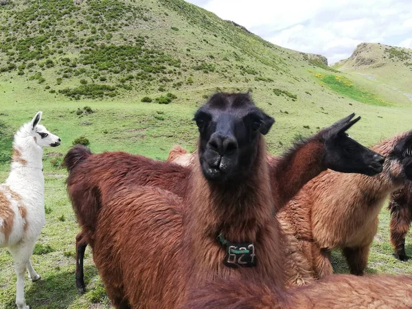 Güzel Lama dağlarda parıldıyor