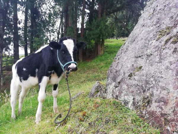 Dağlarda tatlı bir inek
