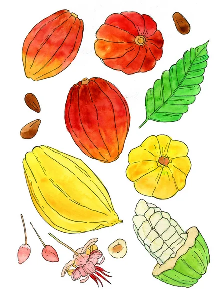 Aquarell Kakaofrüchte Illustrationen Set — Stockfoto