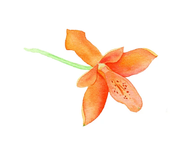 Orchidee aquarel illustratie — Stockfoto