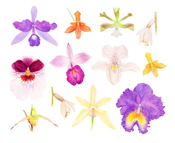 Orchidee aquarel set — Stockfoto