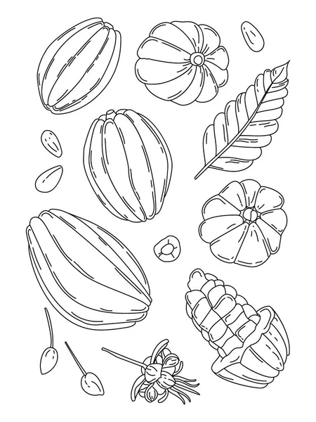 Cacao fruta garabato vector ilustración conjunto — Vector de stock