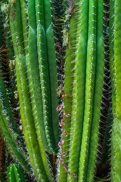 Pianta di cactus sfondo naturale — Foto Stock