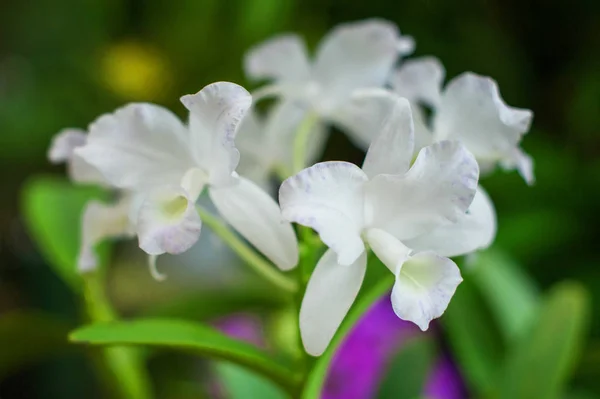 Orchidée blanche sur fond naturel — Photo