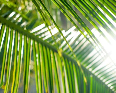 Palmiye yaprakları, doğa arka plan üzerinde güzel ağaç dikelim