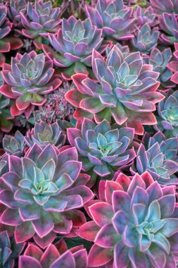 Güzel etli bitki, echeveria succulents 