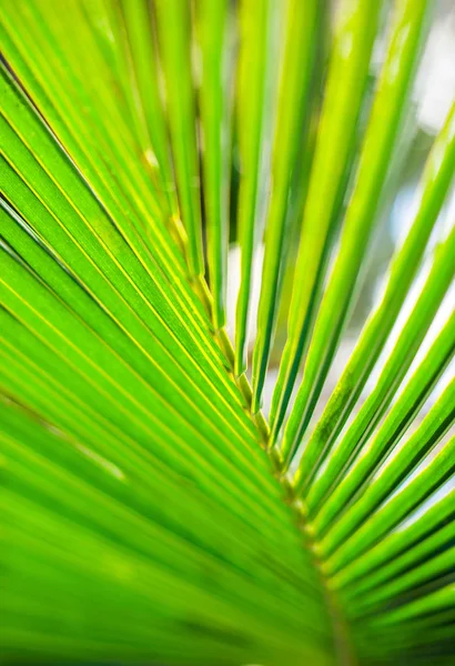 Пальмовые листья, растение на фоне природы, красивое дерево — стоковое фото