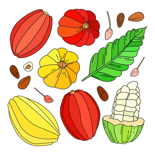 Kakao frukt vektor illustration set — Stock vektor