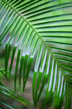 palmiye yaprakları arka plan