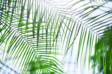 palmiye yaprakları arka plan